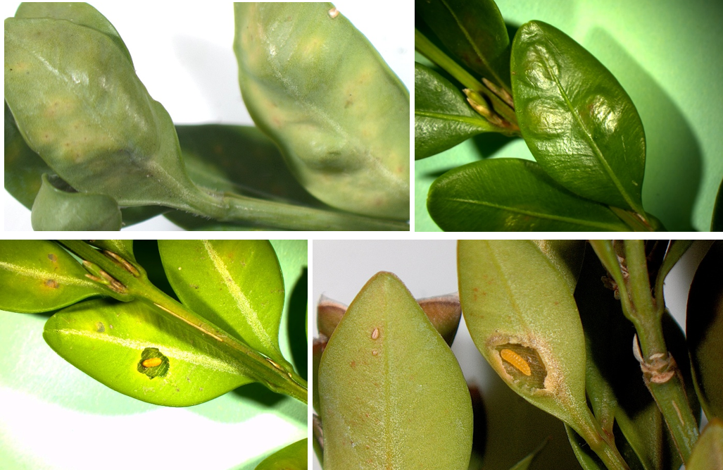 (Top left) Underside and (top right) upper surface of boxwood leaves injured by the boxwood leafminer. (Bottom left and right) Exposed boxwood leafminer larvae. 